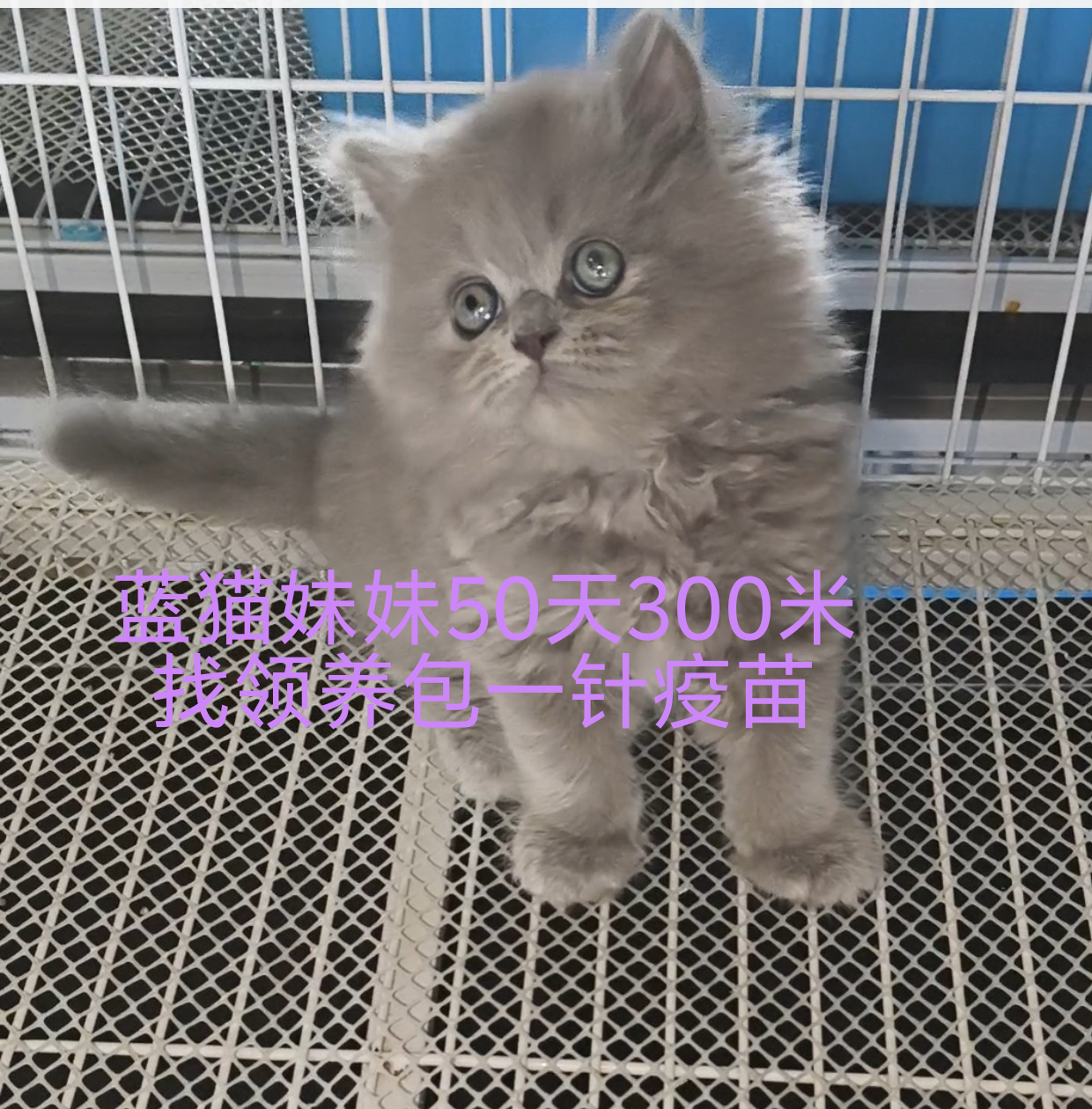 黑猫拿破仑 蓝猫 蓝白矮脚紫金矮脚金点高脚矮脚 赛凯弟弟妹妹大疫苗全